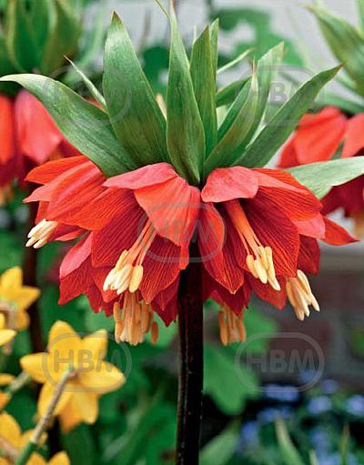 Imperialis Rubra Maxima