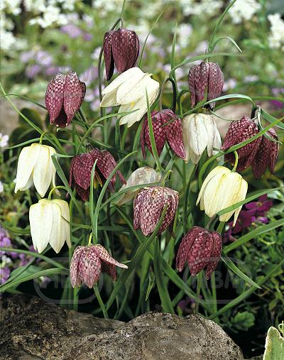 Species Meleagris Mixed