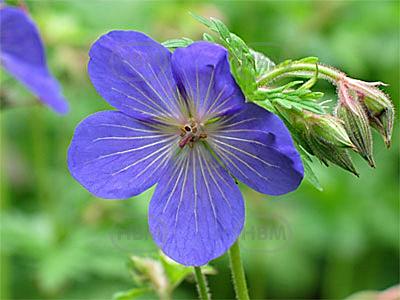 himalayense  Baby Blue