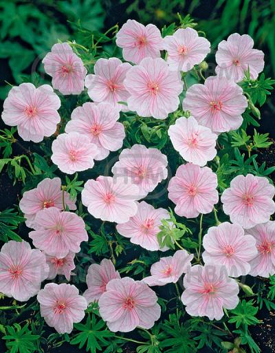 sanguineum var.  Striata
