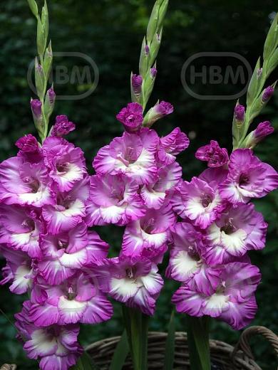 Large flowering Anouk
