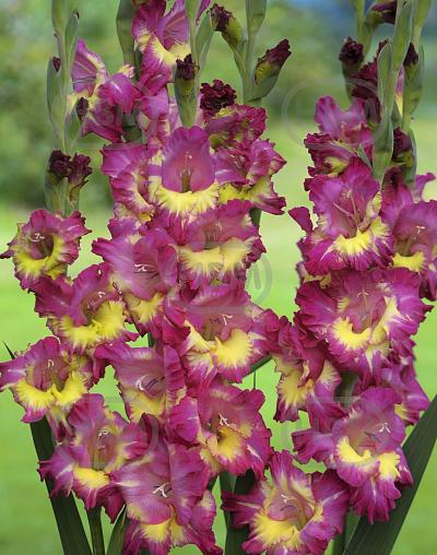 Large flowering Far West