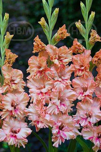 Large flowering Kissy Ruffle