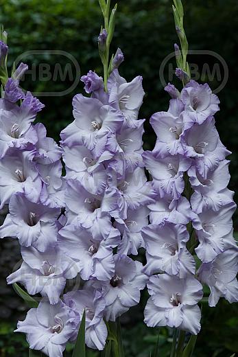 Large flowering Sweet Blue