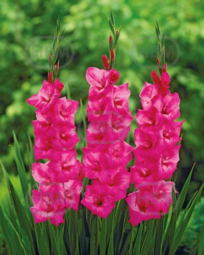 Large flowering Fidelio
