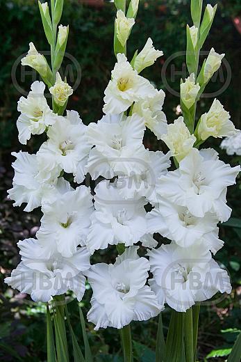 Large flowering Snowy Frizzle