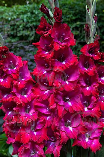Small Flowering San Siro