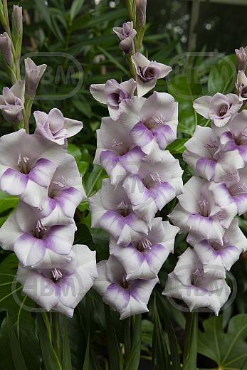 Small Flowering Condor Pasa