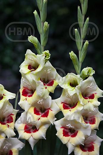 Small Flowering Messina