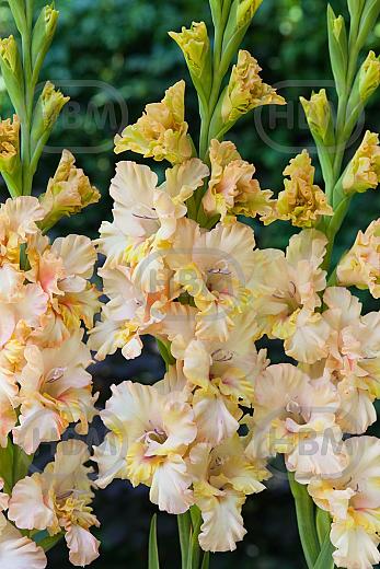 Large flowering Rumba Frizzle
