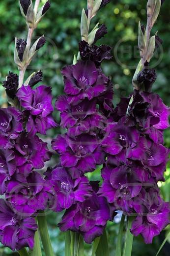 Large flowering Mombasa