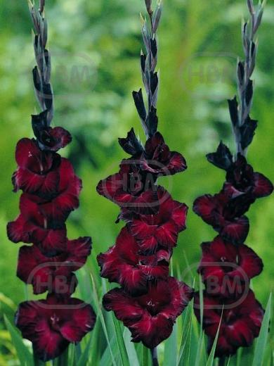 Large flowering Back Star®