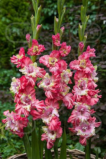 Broken Heart Frizzle