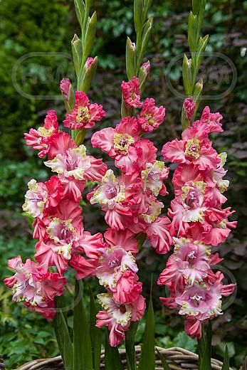 Large flowering Broken Heart Frizzle