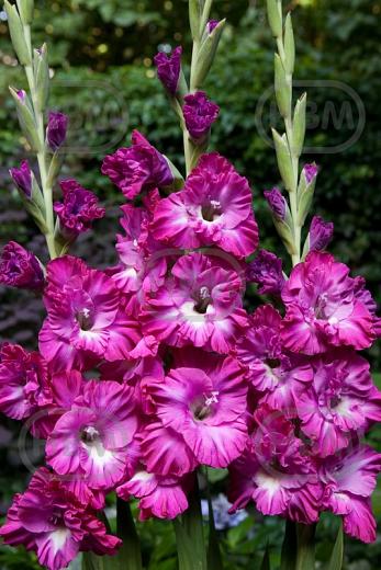 Large flowering Nablus