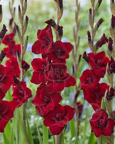 Large flowering Fat Boy