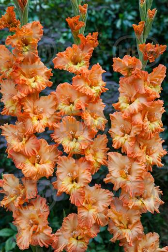 Large flowering Princess Frizzle
