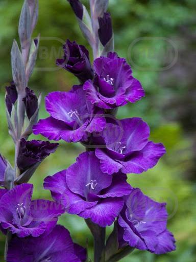 Large flowering Cum Suis