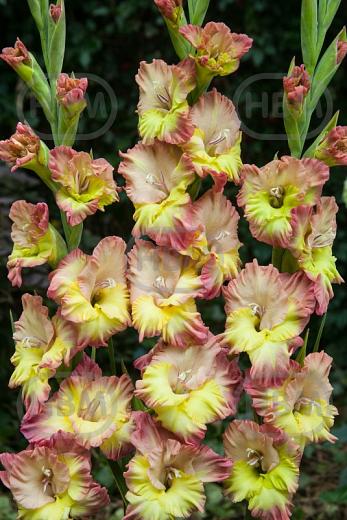 Large flowering Conca Verde®