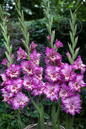 Large flowering Tango