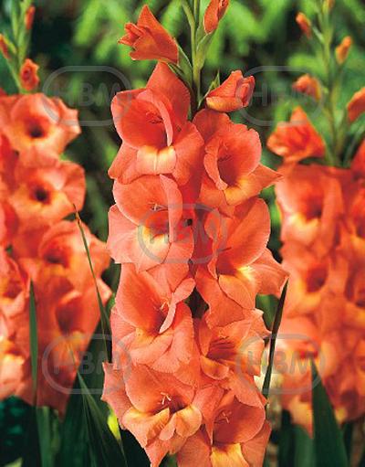 Large flowering Jessica