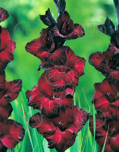 Large flowering Black Jack