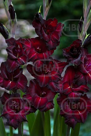 Large flowering Black Surprise