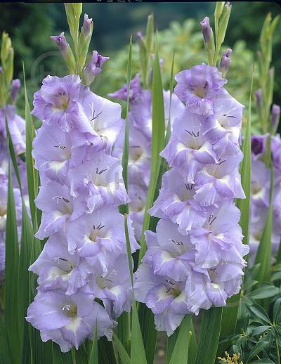 Large flowering Her Majesty