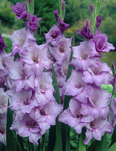Large flowering Blue Tropic