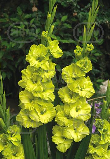 Large flowering Green Star