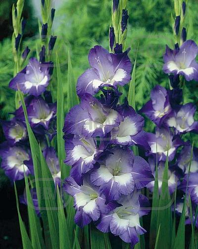 Large flowering Nori