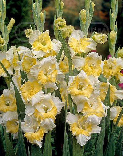 Large flowering Buggy