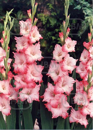 Large flowering Cheops