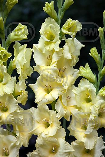 Large flowering Debbyann