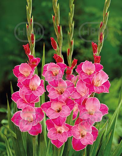 Large flowering Sylvana