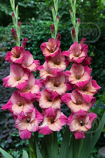 Large flowering Teds Favourite