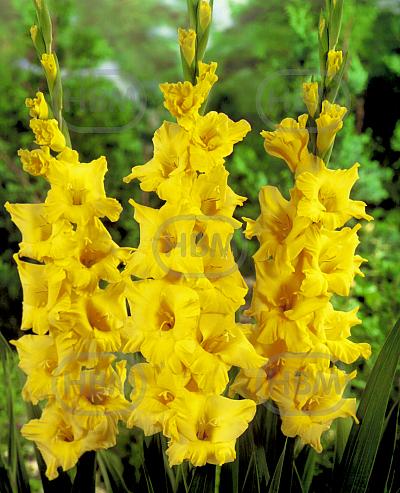 Large flowering Limoncello
