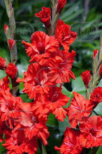 Large flowering Fire Ruffle