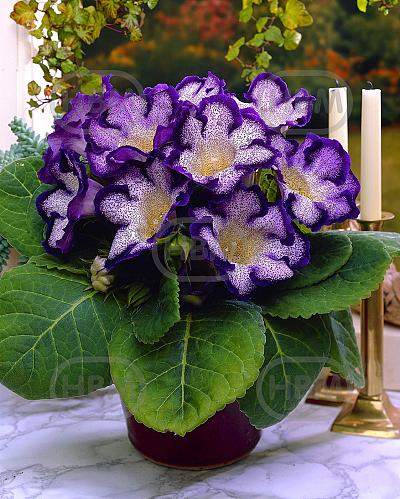 Tigrina Blue