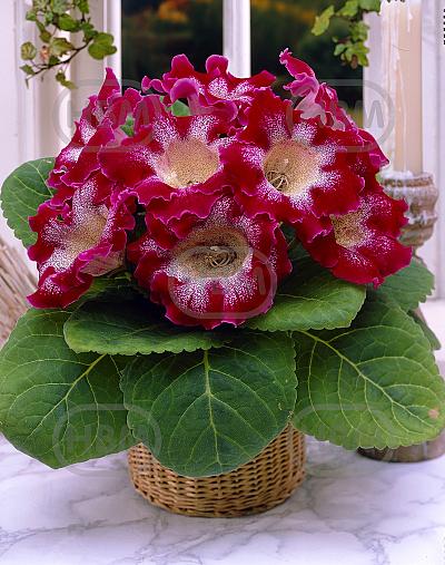 Tigrina Red