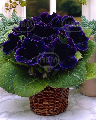 Violacea