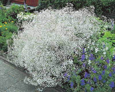 Paniculata White