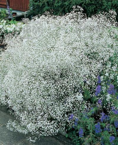Paniculata