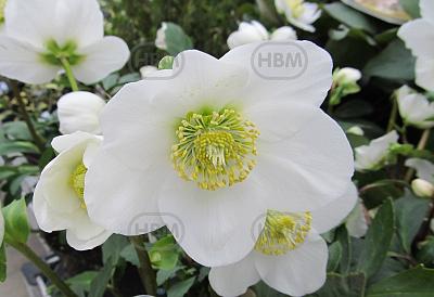 White Beauty