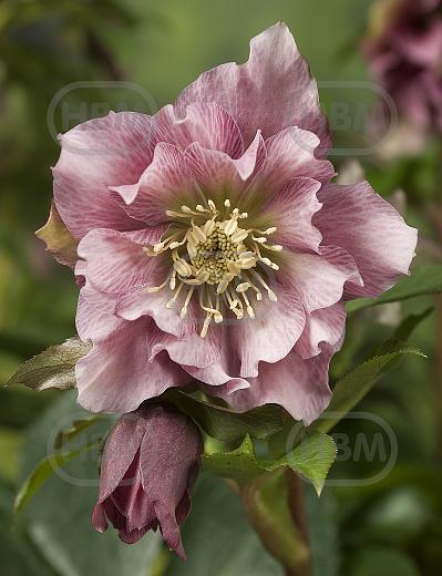 Double Ellen Pink
