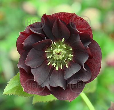Orientalis Double Ellen Red