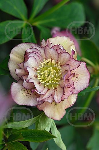 Orientalis Double Ellen Picotee