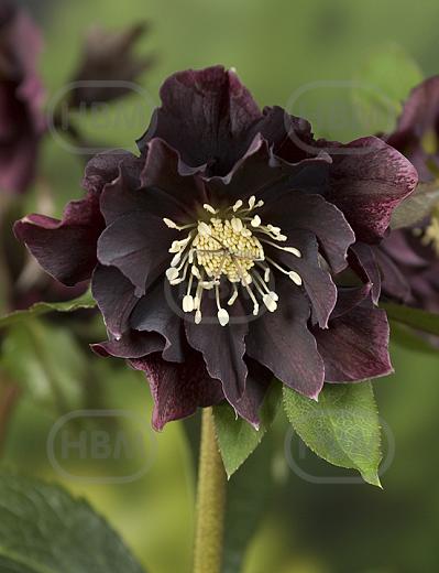 Double Ellen Purple