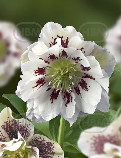 Orientalis Double Ellen Spotted White