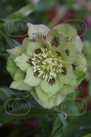 Orientalis Double Ellen Green